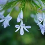 Primeras muestras de tamaño completo de la Sony RX1 2 8028157644 d6efd56451 z