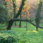 Qiyi Chen 907X & CFV 100C + XCD 38V md